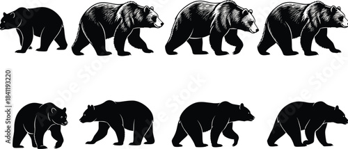 Bear illustration set, silhouette to detailed progression, walking poses, fur texture, black vector artwork, white background