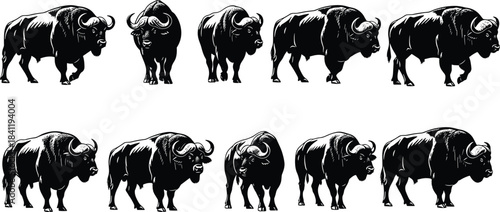 WebBuffalo illustration set, stylized poses and orientations, horn and muscle details, black and white vector artwork, white background