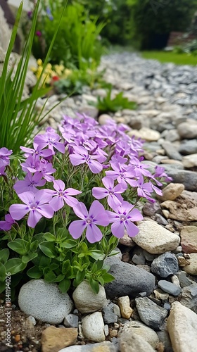 Small lavender flowers are growing along a path made of rocks in the yard