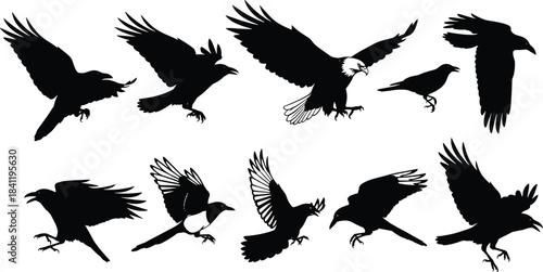 WebFlying bird silhouette collection, black crow and eagle shapes, perched bird vector, wildlife illustration, nature design, avian graphic elements