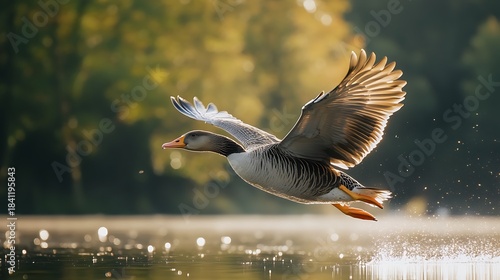 Goose in flight taking off from water with wings spread and sunlight bird waterfowl photo