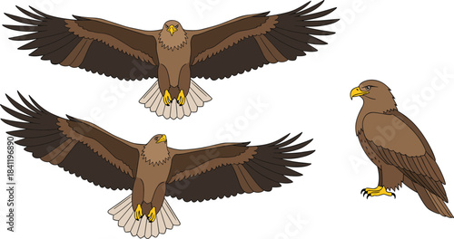 Detailed vector illustration set of eagles in flying and standing poses, highlighting powerful wings and majestic features, perfect for wildlife and nature-themed designs