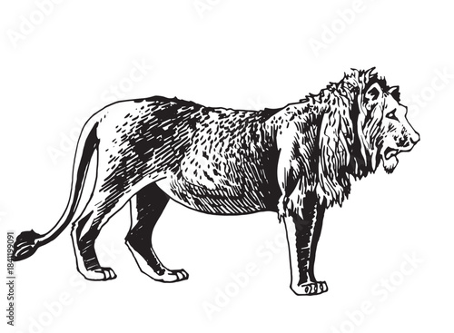 Graphical illustration of lion standing and watching right side on white background,vector 