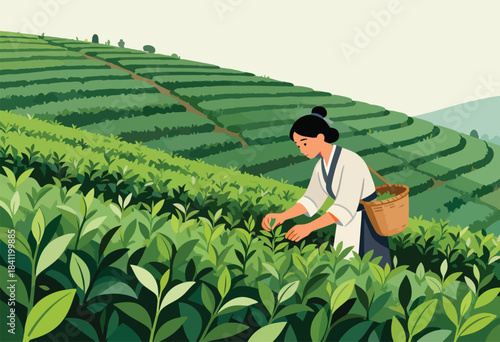An illustration depicting a person picking tea leaves, with a woven basket, in a lush green tea field