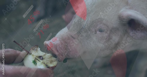 Male caretaker offering apple core, pig nibbling while data overlays tracking farm feeding metrics