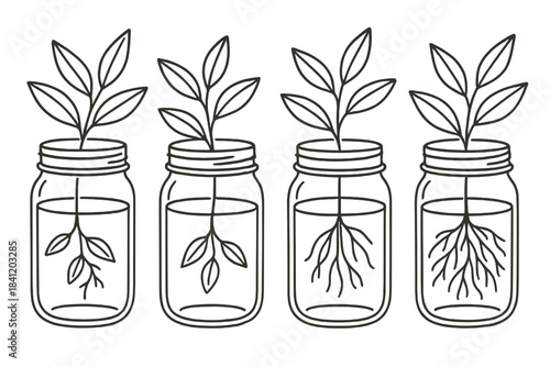 Plants growing in jars with roots and leaves, showing the process of plant growth and development in a simple indoor setting