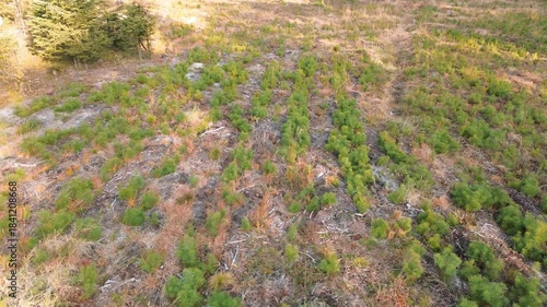 Natural forest renewal with young tree seedlings