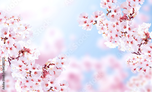 Sakura blossoming season in Japan. Beautiful nature spring background with a branch of blooming sakura. Horizontal banner with cluster of sakura flowers of pink color on sunny backdrop