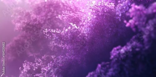 Purple blooms glow softly in mystic light of dusk, floral abundance