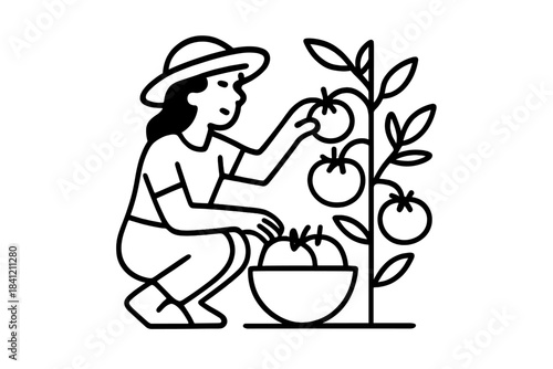 Person wearing a sun hat harvesting ripe red tomatoes from a plant into a large bowl