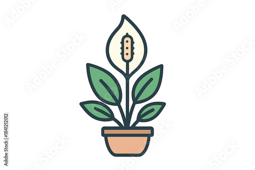Peace lily houseplant with large green leaves and white bloom in a terracotta pot