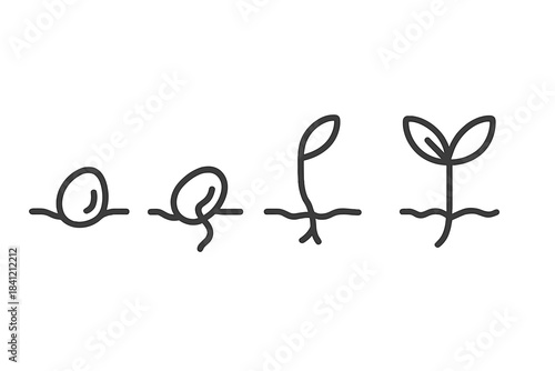 Growth process of a seed showing stages from seed to sprout in a simple line drawing format