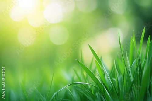 Fresh Green grass with Bokeh for Tranquility and Growth Concept