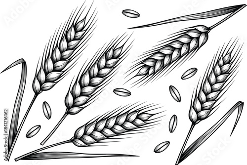 Hand-Drawn Wheat Ears and Grain Sketch Vector Illustration