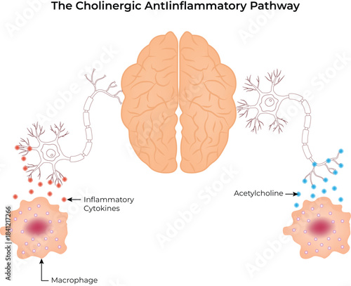 The Cholinergic Antiinflammatory Pathway Vector illustration