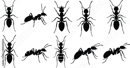 Set of detailed ant silhouettes including workers and queens, insect collection for biology education, nature illustration, pest control themes and scientific projects