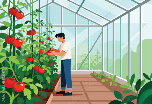 A person picks tomatoes in a sunlit greenhouse. Red fruit hangs from plants, reflected in glass windows