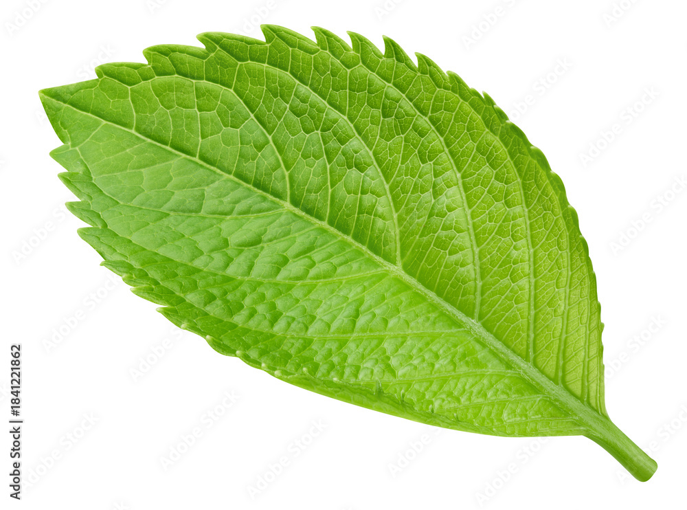 Obraz premium Leaf macro studio photo transparent. Exotic leaves isolated PNG