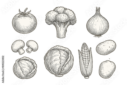 Hand drawn vintage engraving set of fresh organic vegetables tomato broccoli onion corn cabbage
