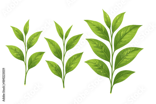 Set of fresh green tea leaves and young shoots isolated on a white background for natural beverages