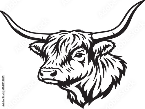 A striking black and white illustration of a highland cattle head portrait
