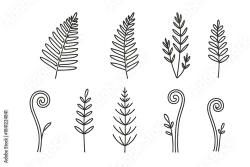 Hand drawn outline set of various fern leaves and botanical elements for nature design projects