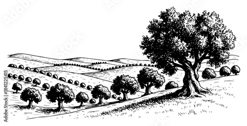 Hand drawn rural landscape vector illustration with olive tree orchard and rolling hills sketch