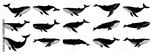 Whale Silhouettes Vector Set Collection of Marine Mammal Icons and Ocean Animal Illustrations