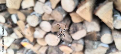Close-up picture of a spider hanging on its web with a stack of firewood in the background.