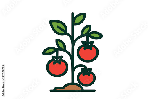 Ripe red tomato plant growing in soil for farming and organic agriculture