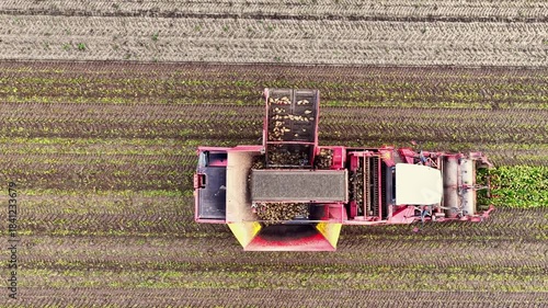Sugar beet harvesting in a field where a machine picks up the sugar beets from the field.