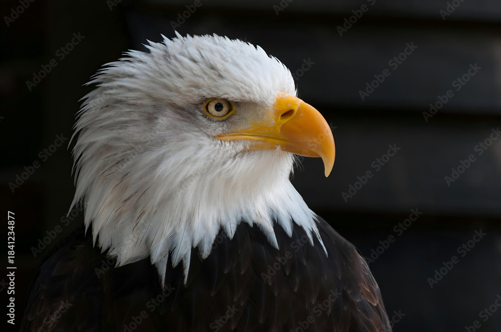 Obraz premium american bald eagle