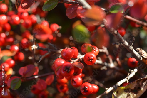 Red pyracantha berries on a bush with red leaves
