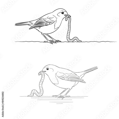 A detailed line art silhouette of a bird holding a worm in its beak isolated on white background silhouette