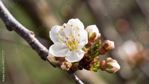 Delicate White Cherry Blossom Bud Beautifully Opening and Blooming in Time-Lapse on a Branch Against a Soft Green Background.