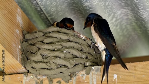 Wallpaper Mural Nurturing Barn Swallows Feeding Young Chicks in Mud Nest Under Roof Eaves Torontodigital.ca