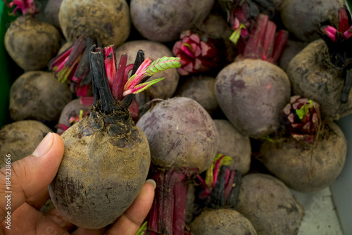 A pile of raw fresh organic beetroots, Beta vulgaris in the supermarket