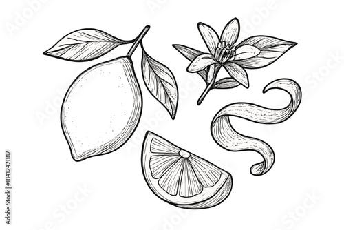 Vintage botanical study of lemon fruit, citrus slice, blossom, leaves, and curled zest peel
