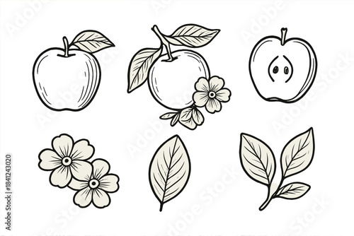 Hand drawn fruit and floral elements featuring whole and sliced apples, leaves, and blossoms