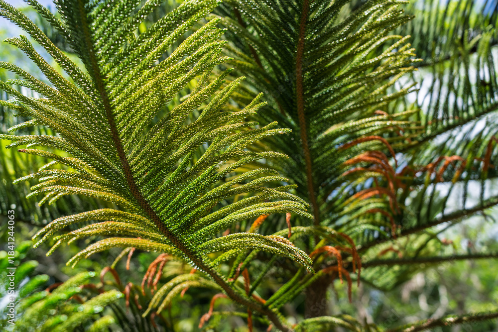 Fototapeta premium A detailed view of tropical palm leaves, beautifully showcasing their vibrant green foliage and natural beauty
