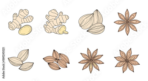 Hand-drawn collection of aromatic spices including ginger root, cardamom pods, and star anise in color and line art styles.
