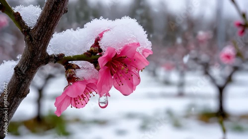 Pink Peach Blossom Branch Melting Snow in Winter Season