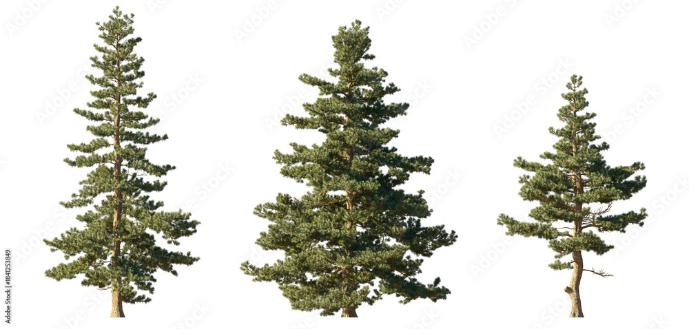 Obraz premium Sciadopitys Verticillata (Japanese Umbrella Pine) isolated PNG on a transparent background premium nature cutout