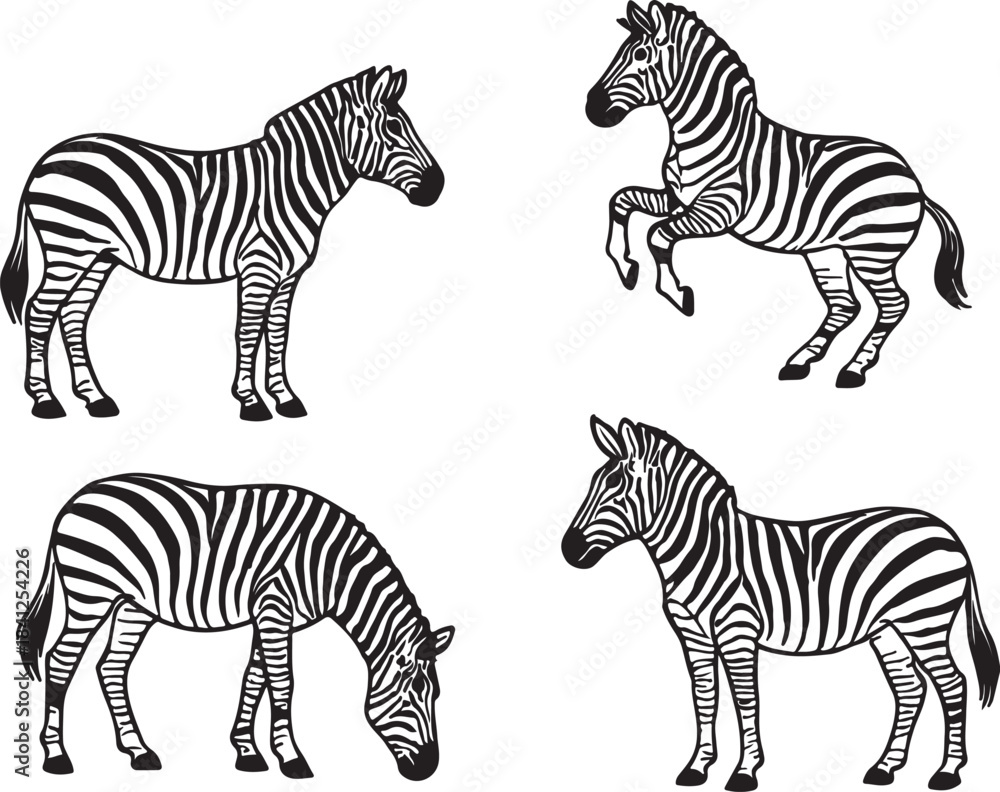 Fototapeta premium Detailed Line Art and Striped Illustration Set of Zebras in Different Poses