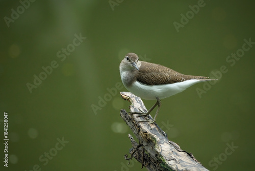 A Common sandpiper perches on a branch