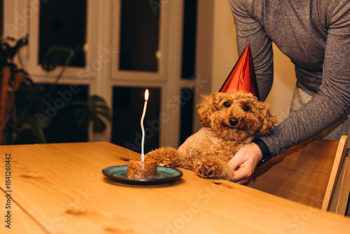 A small red poodle on a grey background licks after a delicious meal, close up. Front view