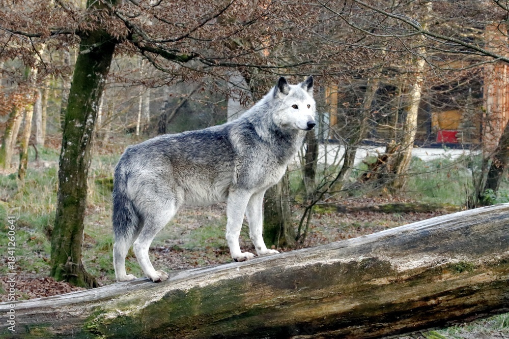 Fototapeta premium loup