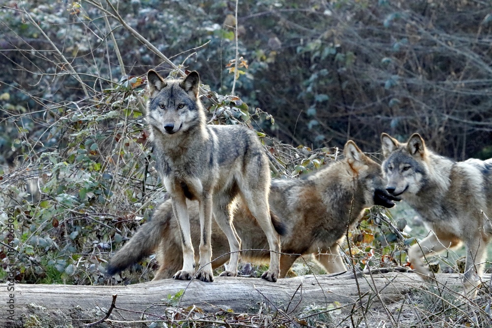 Fototapeta premium loup