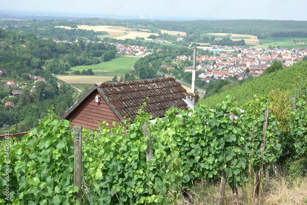Naklejka premium Weinberg bei Alzenau-Michelbach