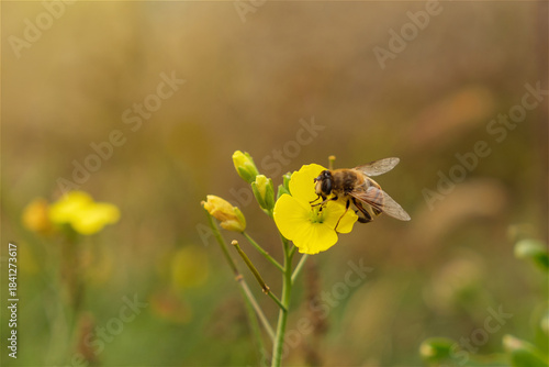 Honey bee collects nectar from yellow flower in a field during daylight hours